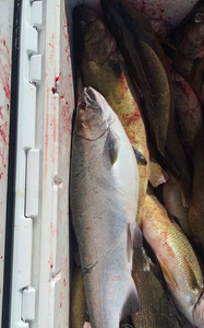 Lake Erie's Walleye Fishing Adventure